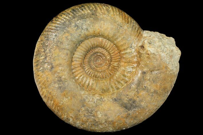 8.35" Parkinsonia Dorsetensis Ammonite - England
